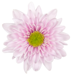 VannoVa – Een coöperatie van chrysantenkwekers