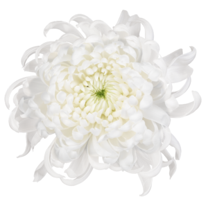 Tutu
